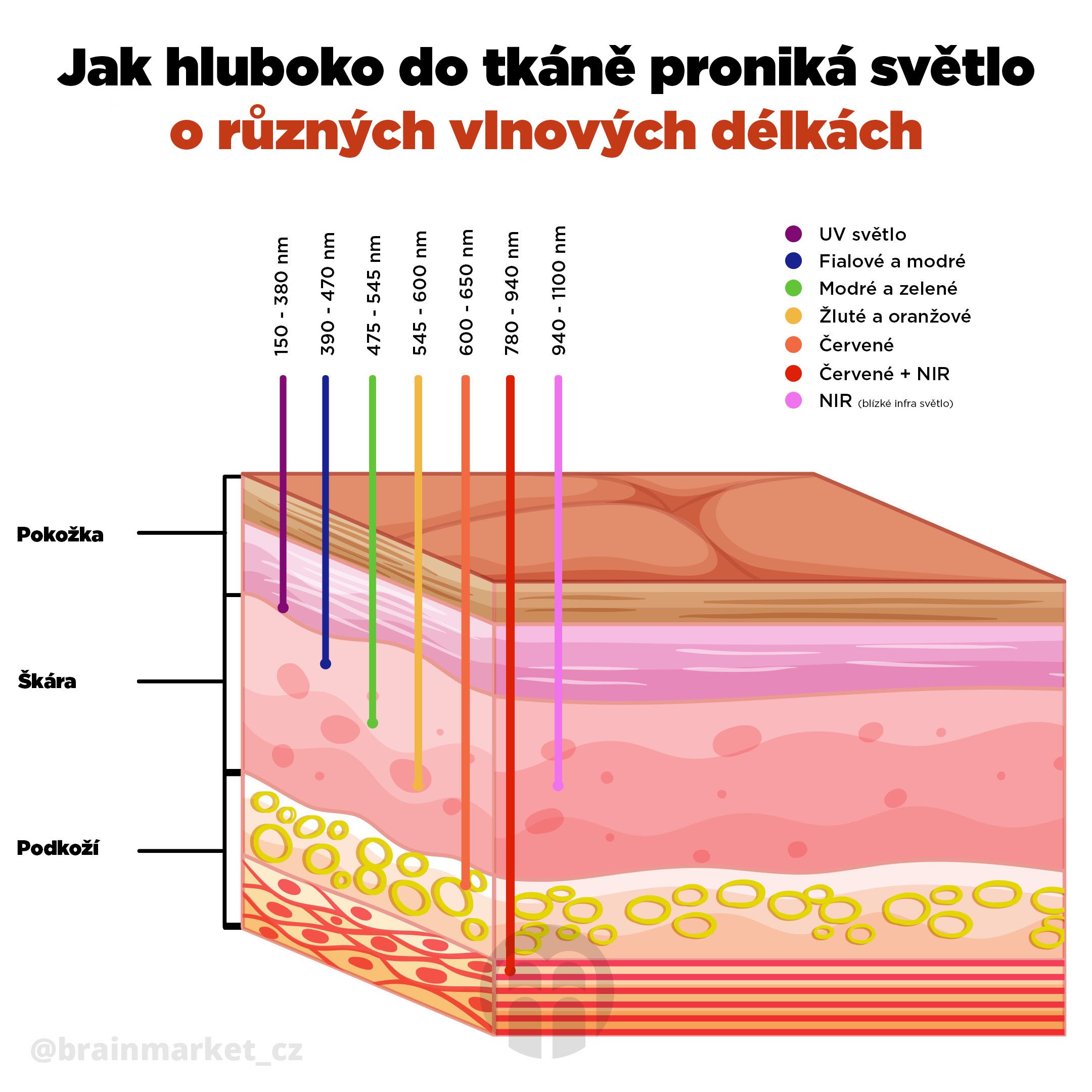 jak hluboko do tkane pronika svetlo o ruznych vlnovych delkach Infografika-BrainMarket CZ